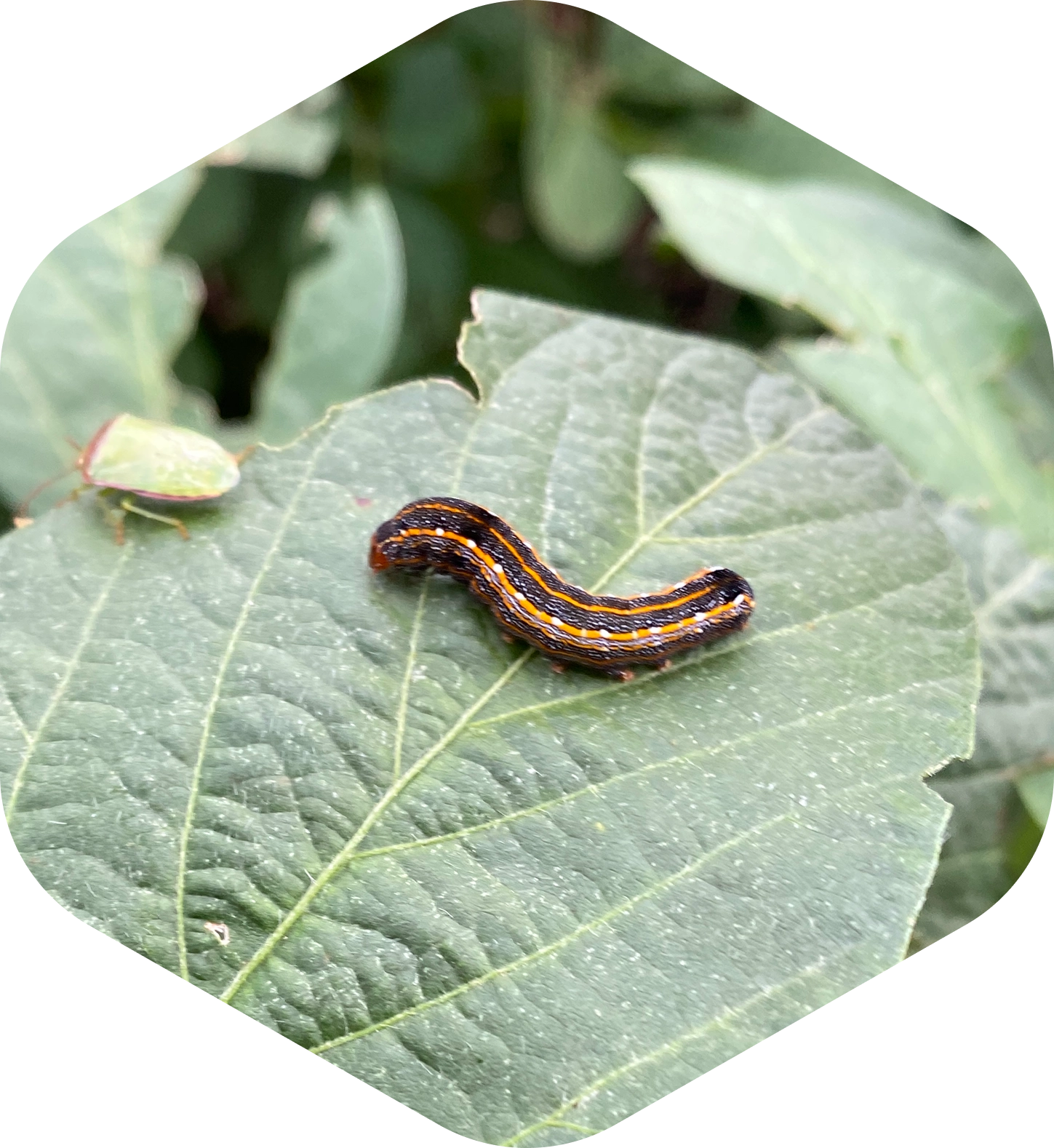 15 años Programa REM