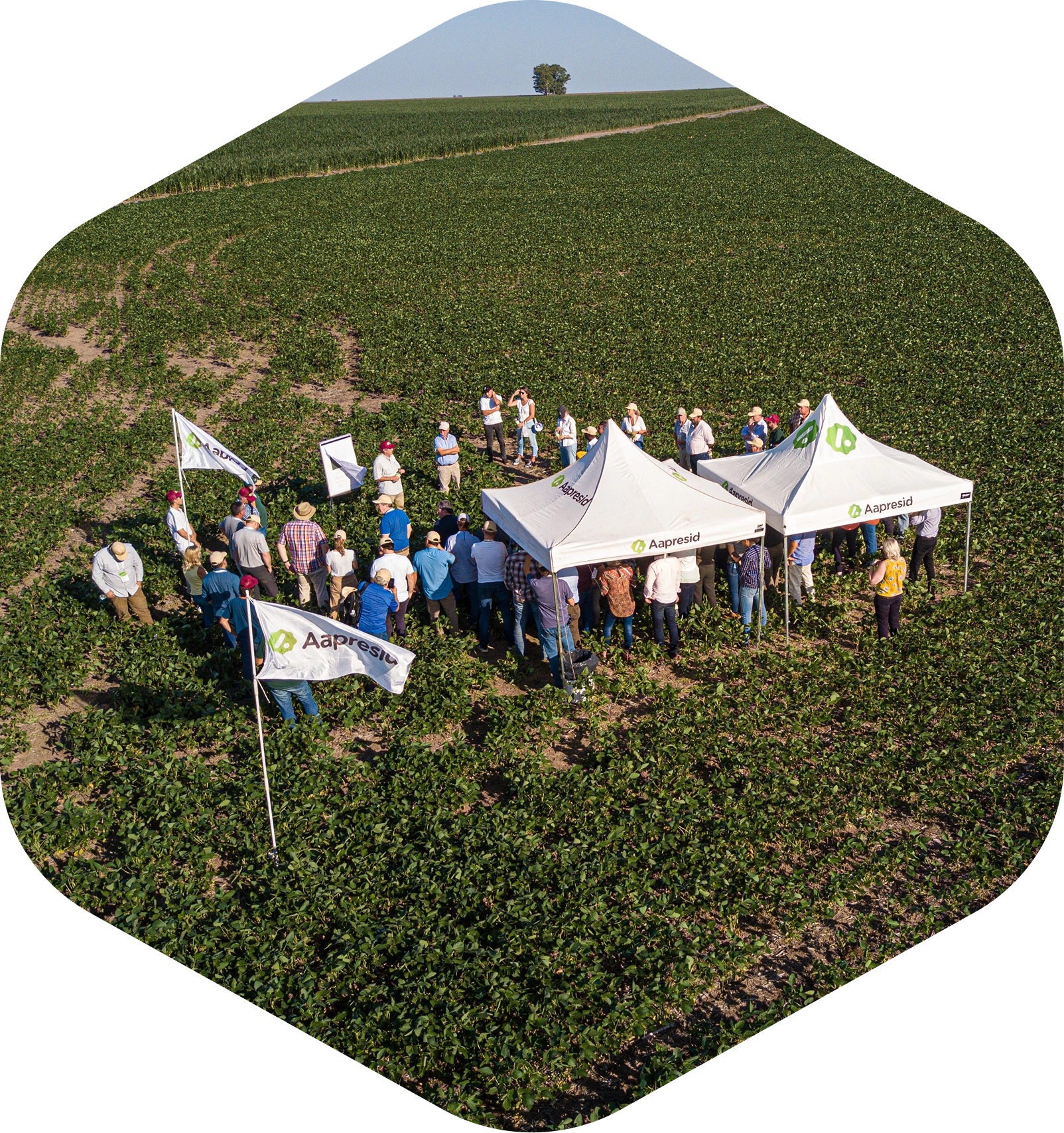 Gira técnica Aapresid - Evento de campo con productores y expertos