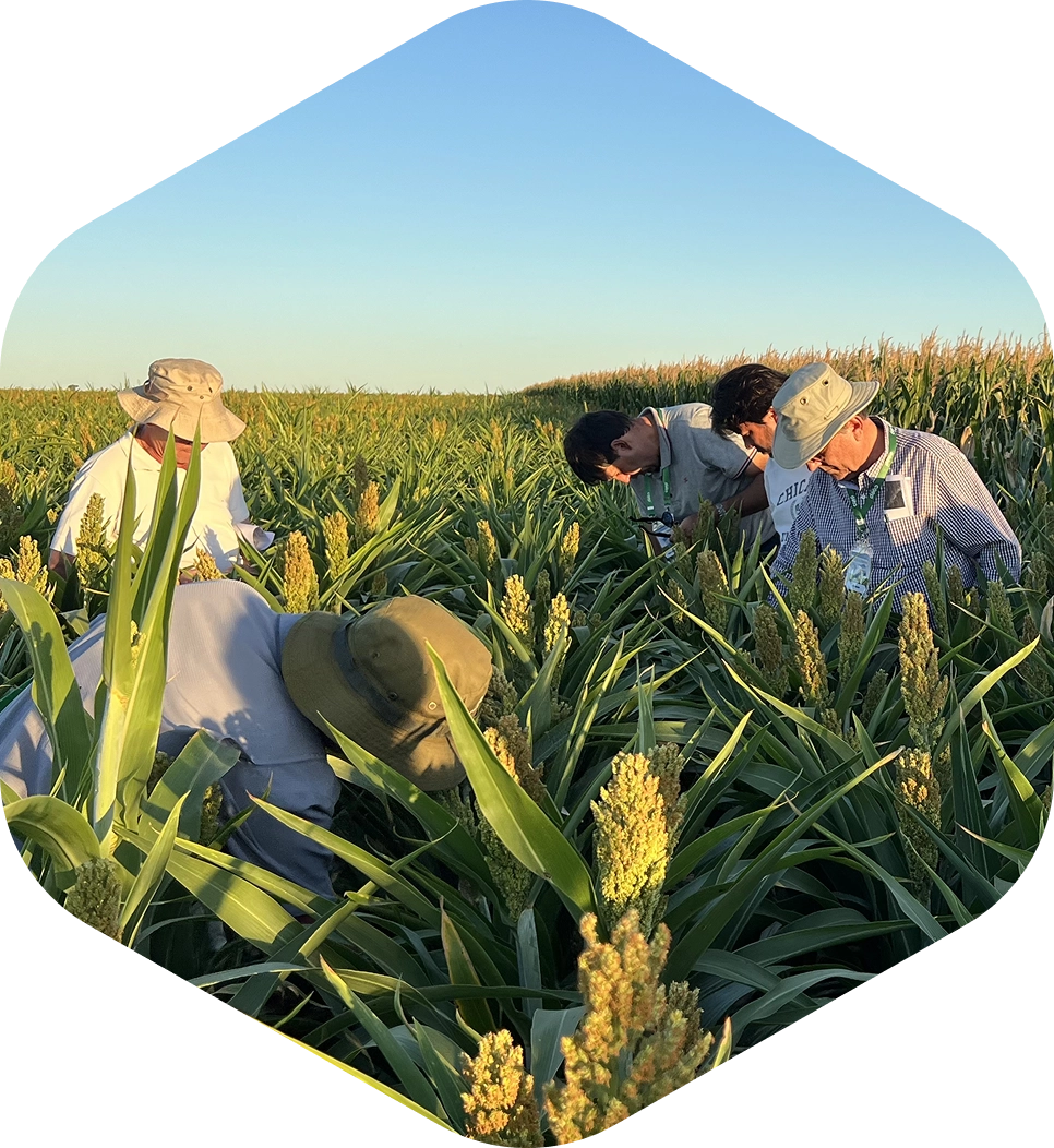 Tour técnico agronómico - Técnicos examinando cultivos en el campo